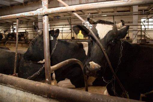 Новосибирская область выделяет 200 миллионов на компенсации за изъятый скот