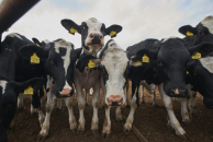 В Новосибирской области при пожаре на ферме погибли 104 теленка