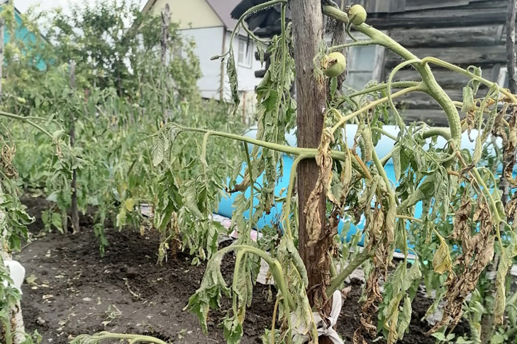 Причину увядания помидоров в июле-2025 назвала агроном Наталья Воробьева