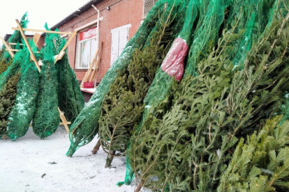 На ёлочных базарах Новосибирска не проданными останутся до 30% ёлок