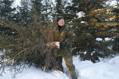 30 тысяч елок срубили в Новосибирской области