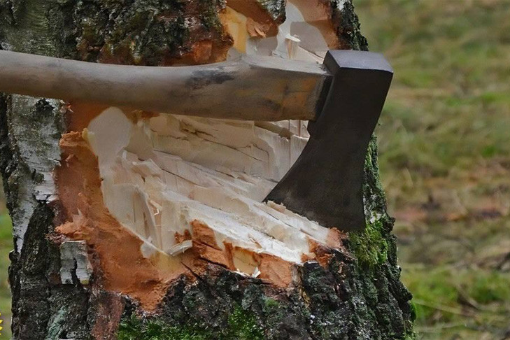 Полмиллиона за 50 берез: сибиряк осужден за незаконную вырубку леса