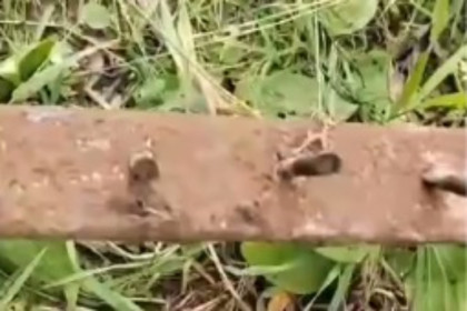 Ловушки с гвоздями расставили черные лесорубы у деревни Игрушка