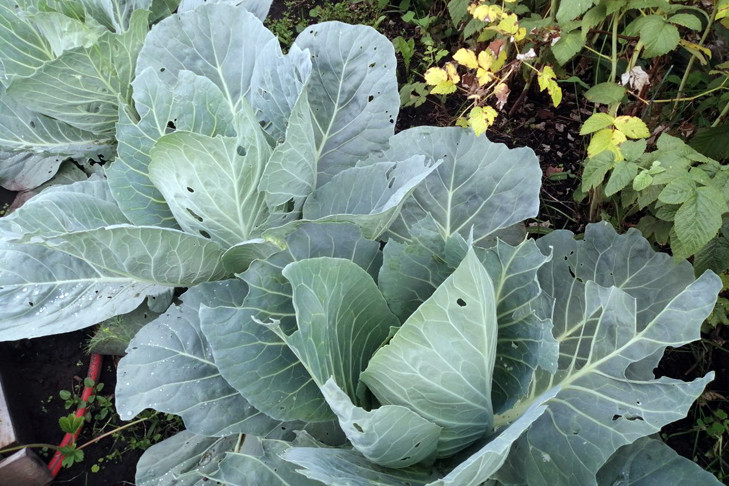 Слух про испанских слизней взбудоражил дачников Новосибирска