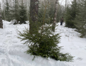 В лесу не трогать елки рекомендуют лесники