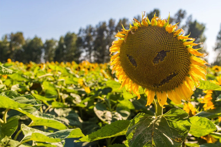 Прогноз погоды на 26-29 августа в Новосибирске сделали синоптики