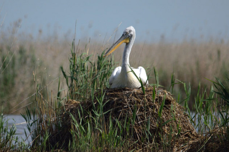 Огромные пеликаны замечены на западе НСО
