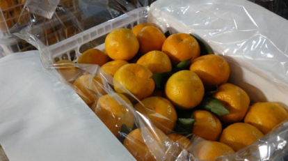 Новосибирцам рассказали, как правильно выбирать мандарины