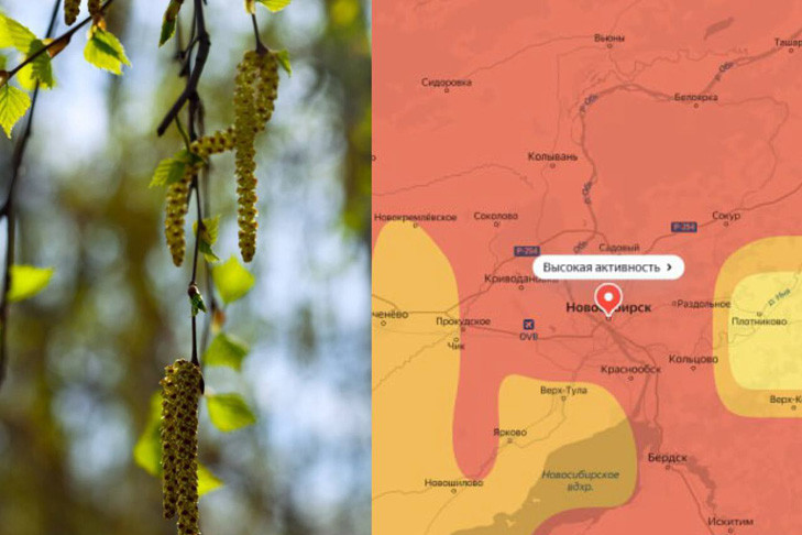 Облако березовой пыльцы накрыло Новосибирск – предупреждение