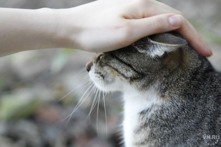 Замурованного в стенку кота освободили в Новосибирске
