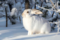 Охотники области могут получить электронные разрешения на добычу птиц и животных