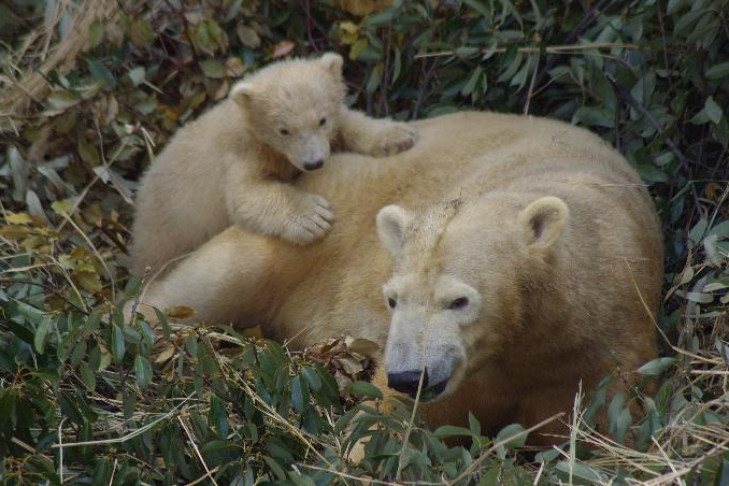 Первенца новосибирской медведицы Шилки назвали Хочан