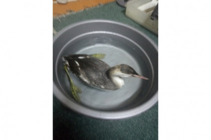 Краснокнижная чомга из Искитима не смогла улететь в теплые края в ноябре-2022