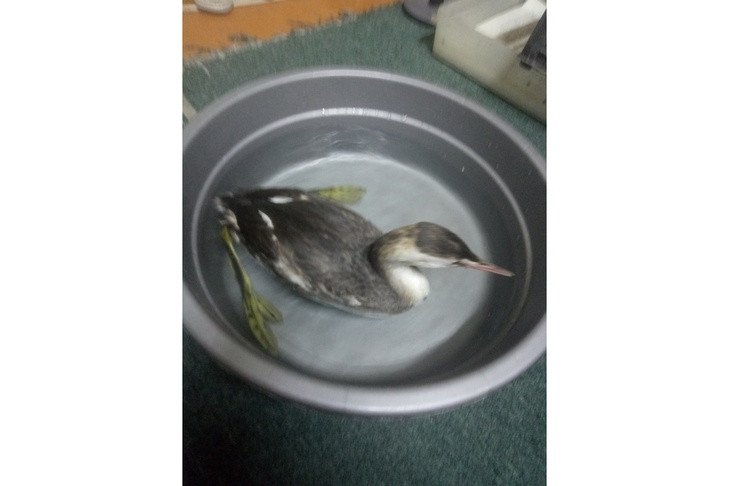 Краснокнижная чомга из Искитима не смогла улететь в теплые края в ноябре-2022