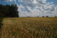 Под угрозой урожай и дачные посадки: в Новосибирской области зафиксированы суховеи