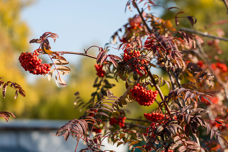 Костры рябин назвали мощным средством против старения ученые в Новосибирске