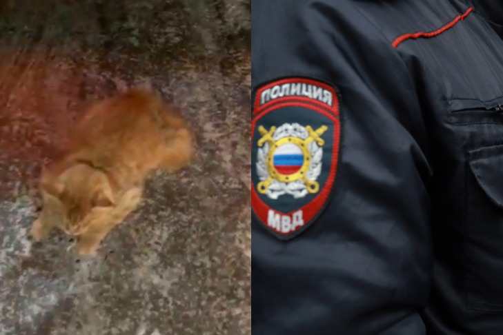 Котенок упал на автомобиль жительницы Новосибирска с 11 этажа