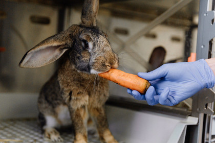 Не только на шкурки: кролики помогают в медицинских исследованиях в Новосибирске