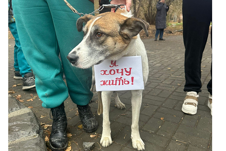 Бессмысленная жестокость: в Новосибирске партия «Новые люди» раскритиковала закон об эвтаназии собак