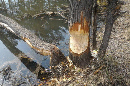 Уничтожать бобров призывают жители Академгородка ради спасения деревьев