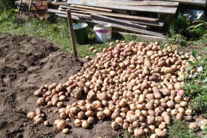 Когда копать картошку осенью-2022 и как сохранить урожай в Сибири — доктор сельхознаук Анна Малюга