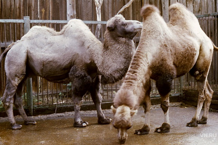 Секрет дойки верблюдов раскрыли в Новосибирском зоопарке