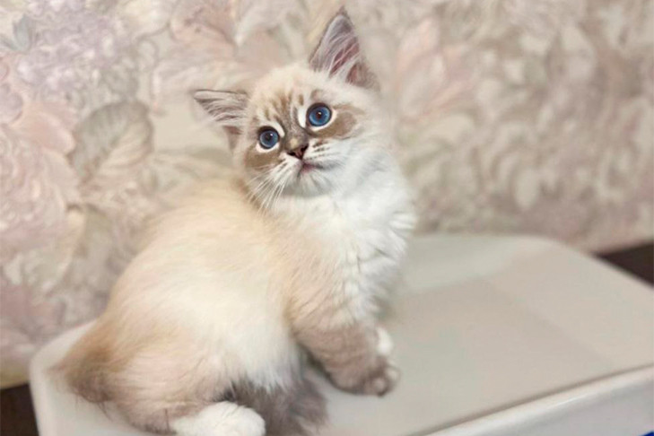 Котенка-карлика спасли ветеринары в Новосибирске