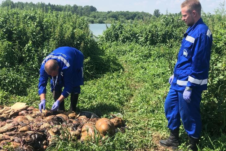 Свалку из бараньих голов убрали на Юго-Западном котловане в Новосибирске