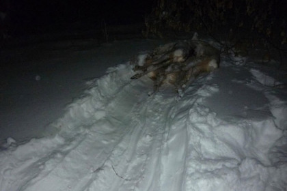 Пять косуль стали добычей браконьеров у села Черный Мыс в Новосибирской области