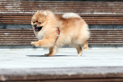 Новосибирца лишили водительских прав за наезд на собаку