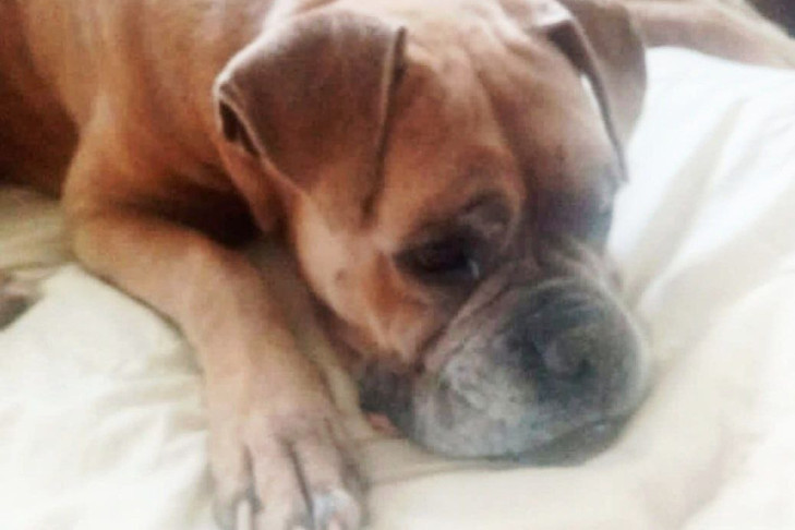 Пес Бадди из Института археологии в Новосибирске обрел друга кота