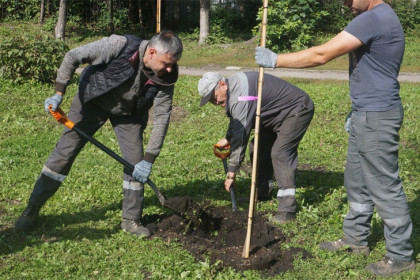 131 дерево высадили в парке «Березовая роща» в Новосибирске