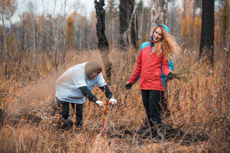 В Сибири на месте сильного пожара 2020 года посадили новый лес