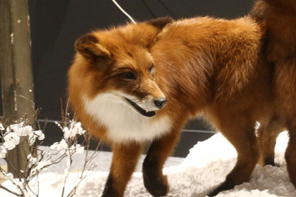 Гладить заблудшую лису запретили школьникам села Марусино под Новосибирском