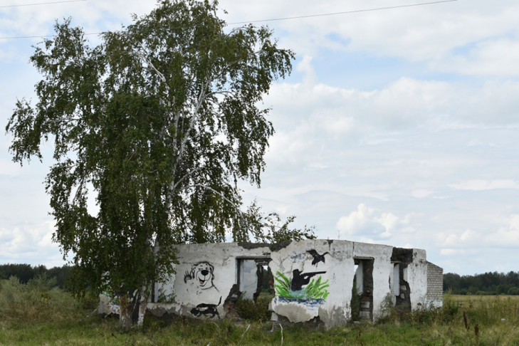 Медведь обхитрил жителей Чулымского района и задрал 5 овец