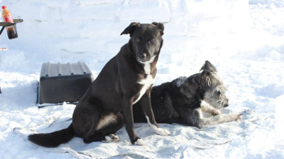 Стая собак терроризирует жителей ТОС «Коминтерна» в Новосибирске