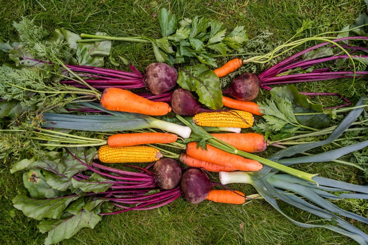 Срок копки свеклы и моркови напомнила новосибирцам агроном Шубина