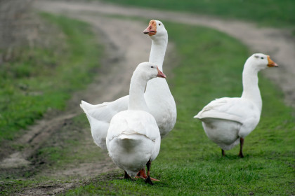 Под Новосибирском супругам запретили держать на даче кур и гусей