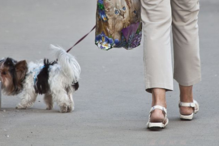 Новосибирцам запретили выгуливать собак у Монумента Славы