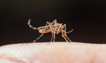 Как эффективно отпугивать комаров? Полезные советы
