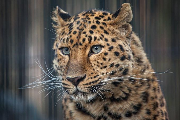 Дальневосточный леопард появился в Новосибирском зоопарке