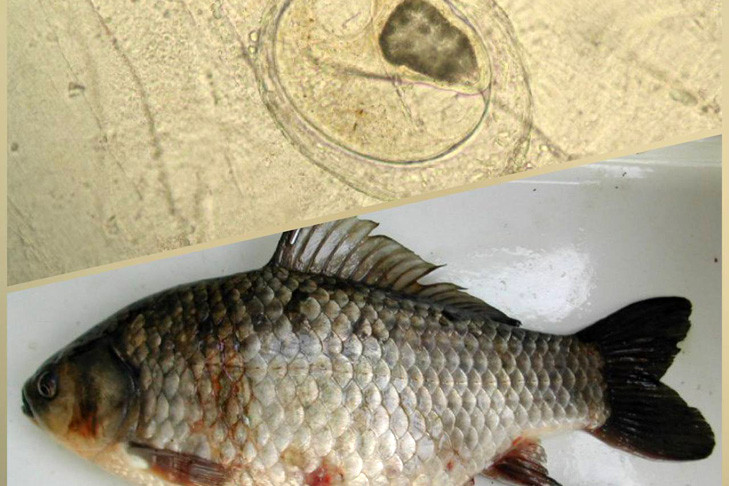 Аномальная жара увеличила риски заражения описторхозом в Обском бассейне