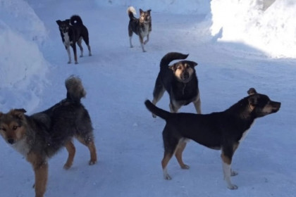 Председатель СКР потребовал проверить женщину с 50 собаками в Новосибирске