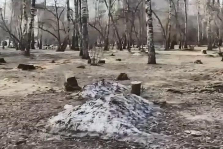 «Народный фронт» Новосибирска обратится в прокуратуру из-за вырубок в «Березовой роще»