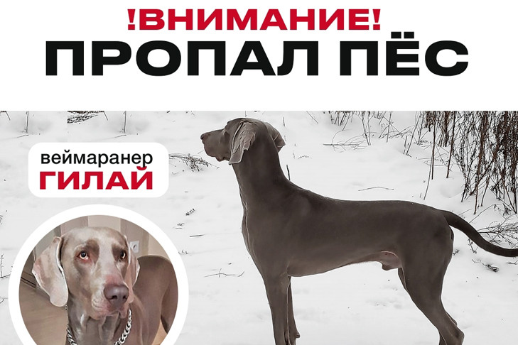 В Новосибирске хозяйка собаки-призрака объявила награду за поимку пса