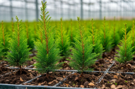 Теплицу для выращивания хвойных деревьев построят в Новосибирской области