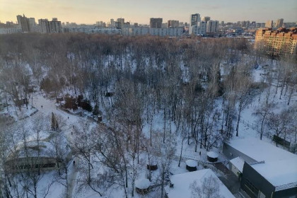 250 стволов: точное число снесенных в «Березовой роще деревьев назвали в мэрии Новосибирска
