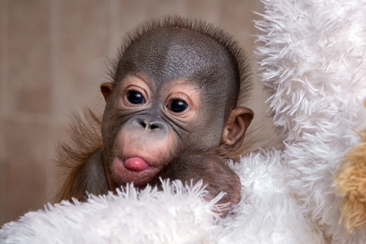 Лысый орангутан Матику родился в Новосибирском зоопарке 