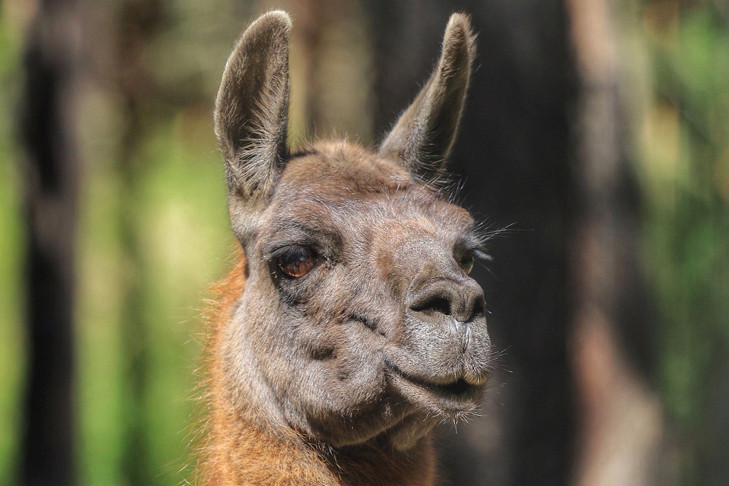 Ламы Глаша и Гоша вновь стали родителями в Новосибирске