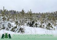 Как можно приобрести новогоднюю ёлку